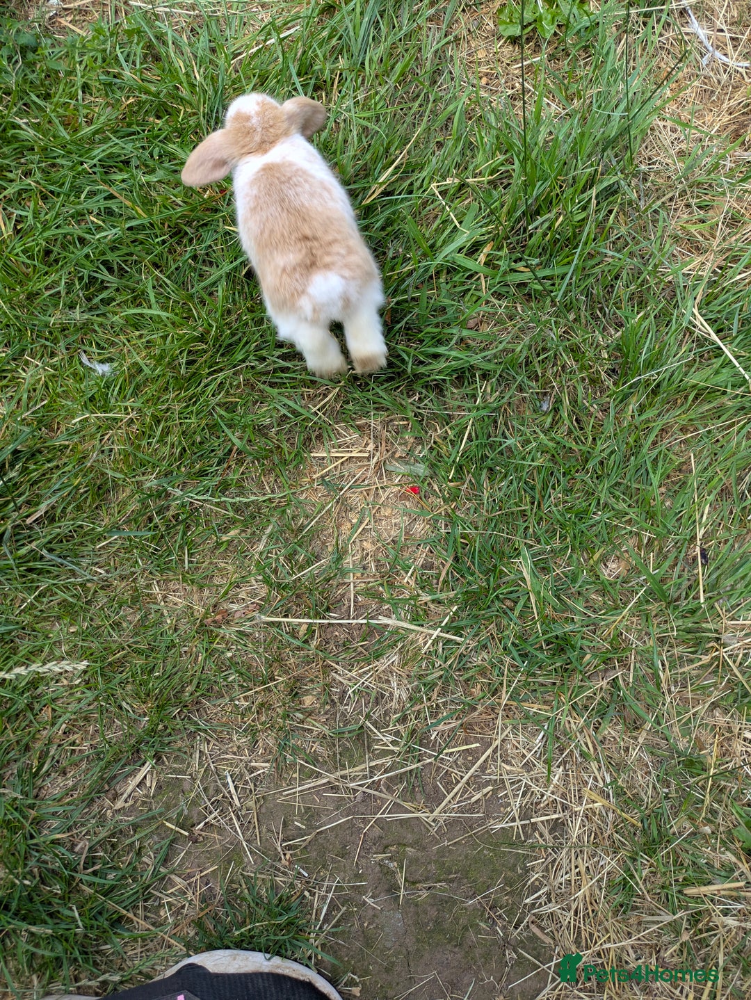 Mini Lop rabbits for sale: Beautiful mini lop bunnies 🐇🐰 - Image 7