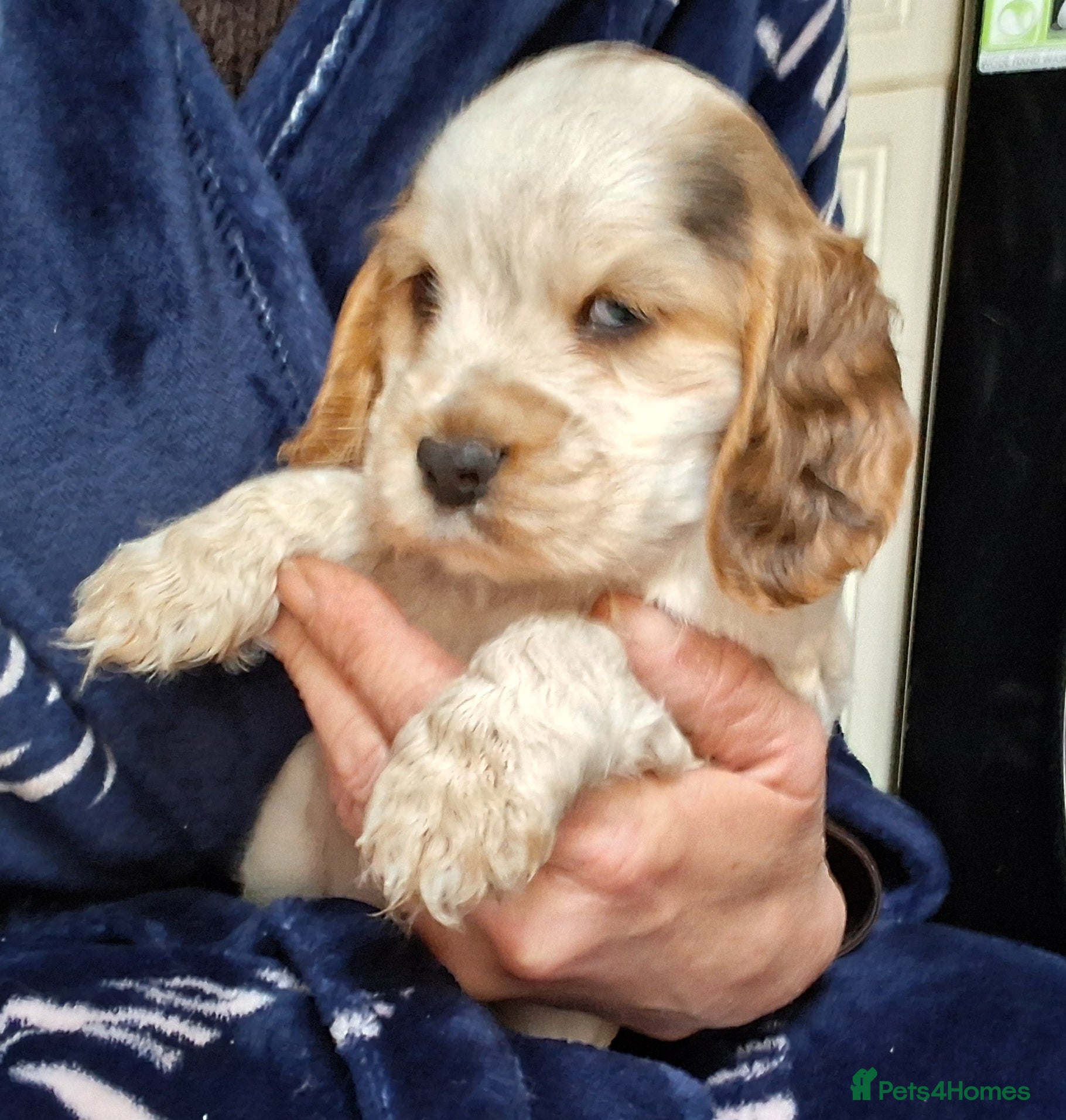Cocker Spaniel dogs Beautiful KC Reg Showtype Cocker Spaniel puppies  - Advert 1