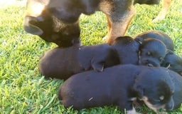 Jack Russell dogs for sale: Jack Russell Puppies  - Image 15