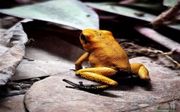 Frog reptiles for sale: Group of 10 grown on Phyllobates Terribilis - Image 4