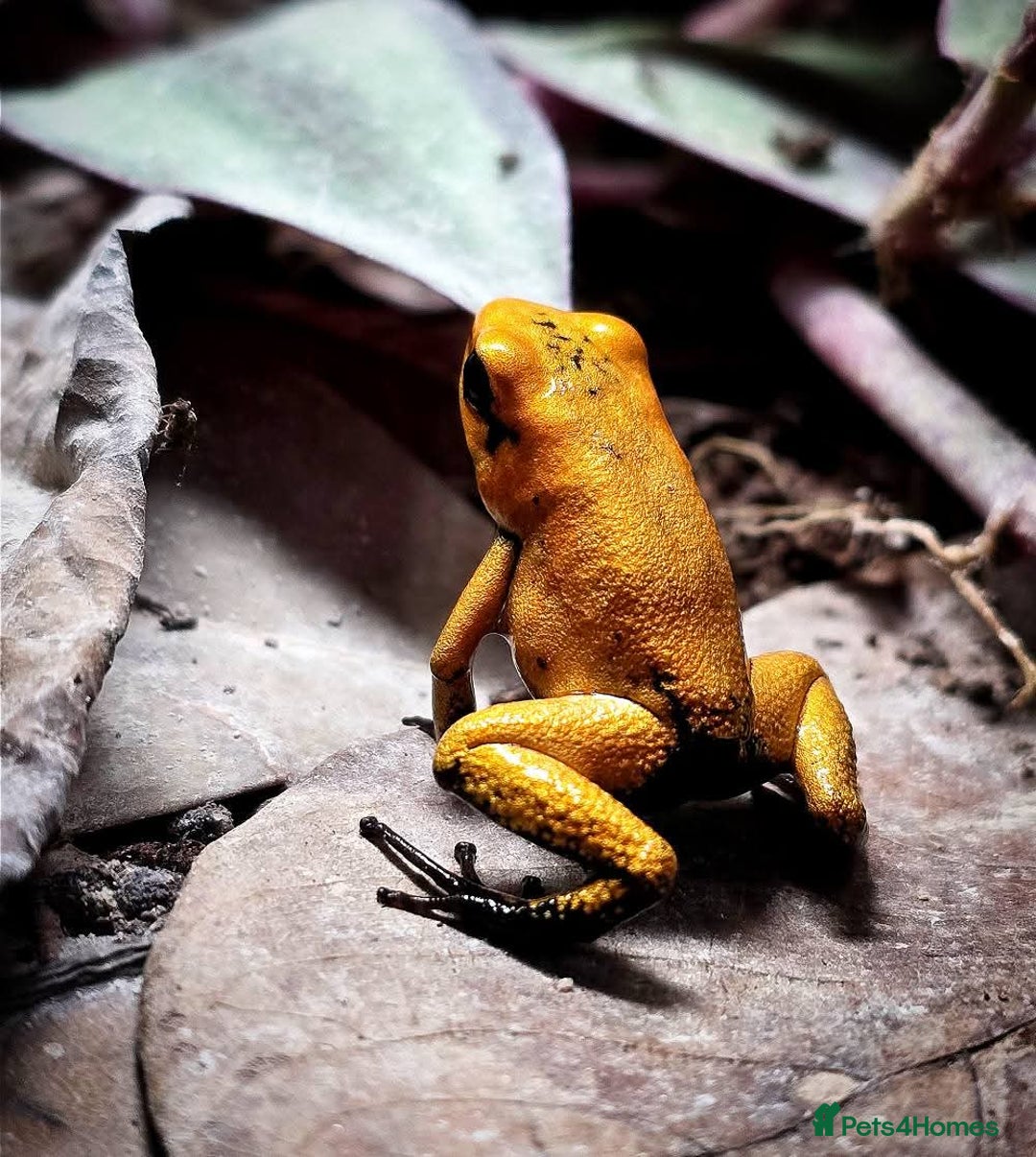 Frog reptiles for sale: Group of 10 grown on Phyllobates Terribilis - Image 4
