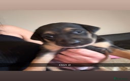 Mixed Breed dogs for sale: Rottweiler cross saluki puppies  - Image 23