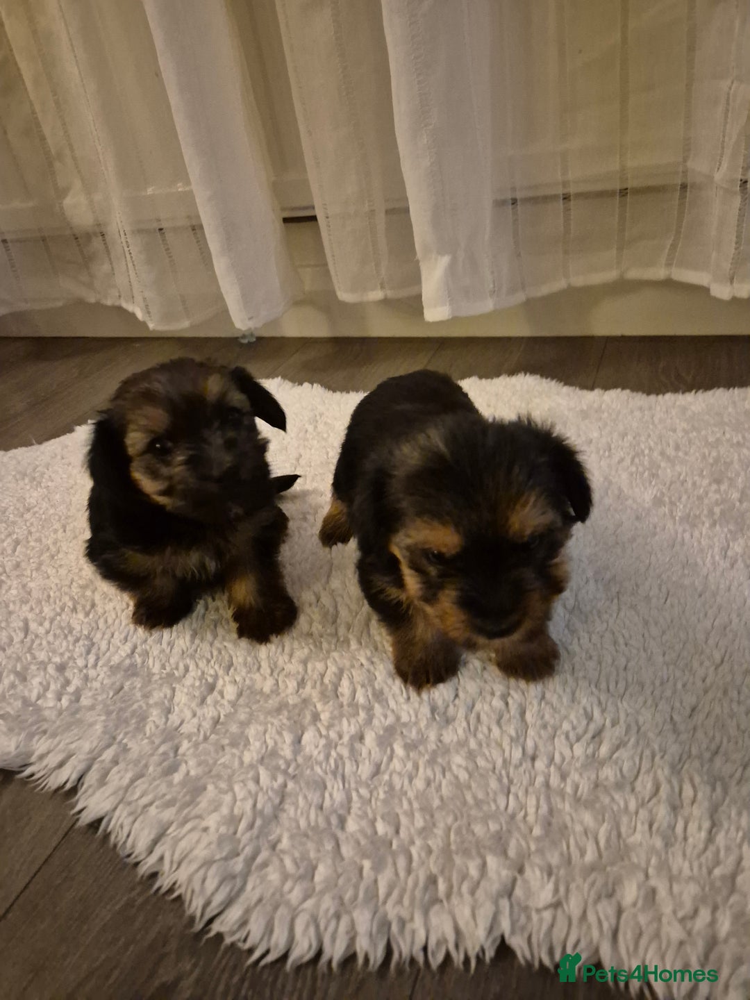 Yorkshire Terrier dogs for sale: Yorkshire terrier pappy for sale - Image 13