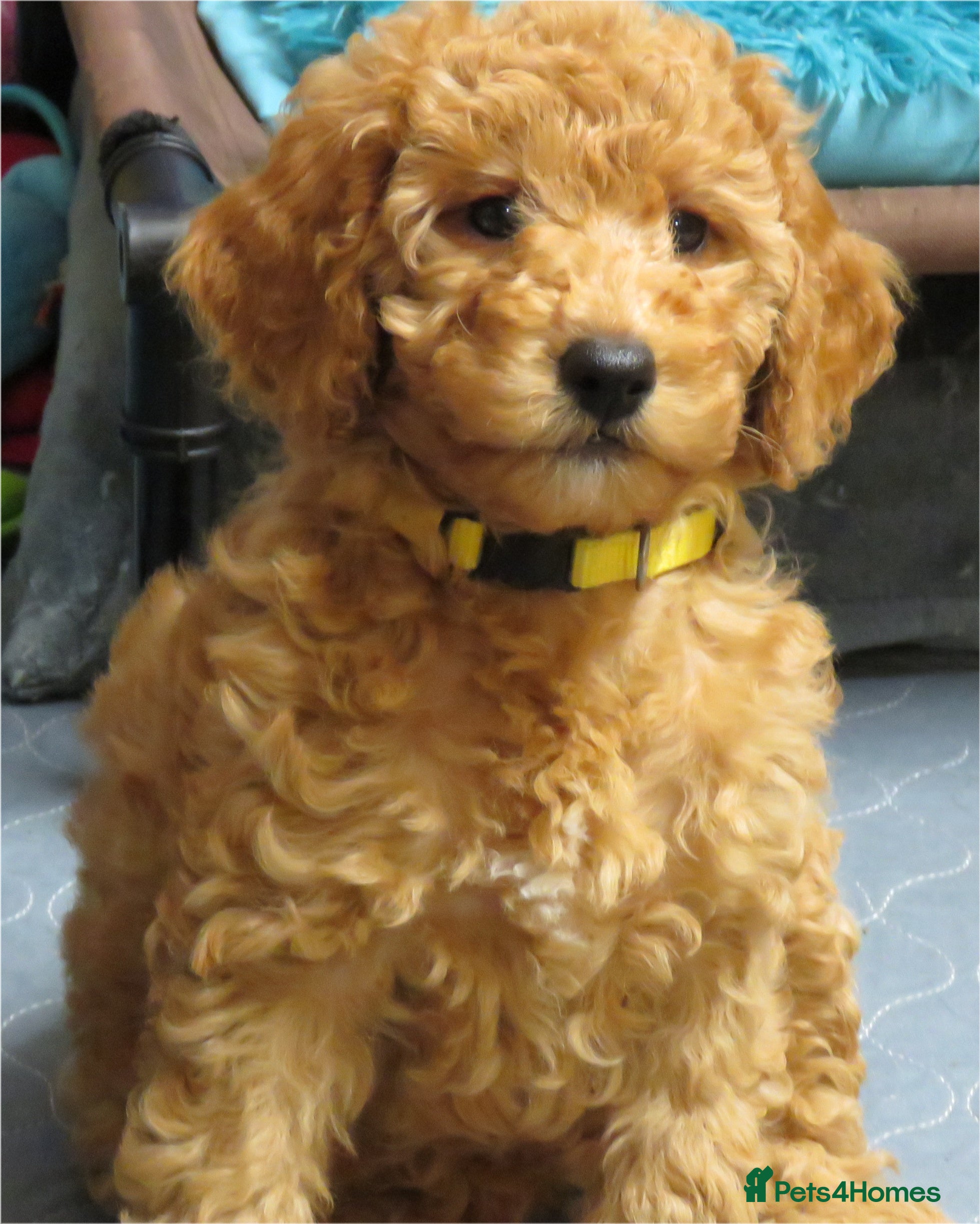 Cockapoo dogs Beautiful DNA Health tested Cockapoos - Advert 4