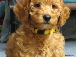 Cockapoo dogs Beautiful DNA Health tested Cockapoos - Advert 4