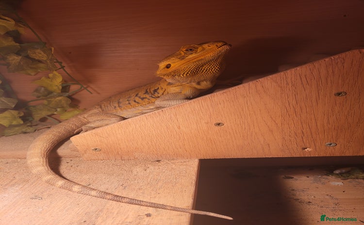 Bearded Dragon reptiles - Advert 6