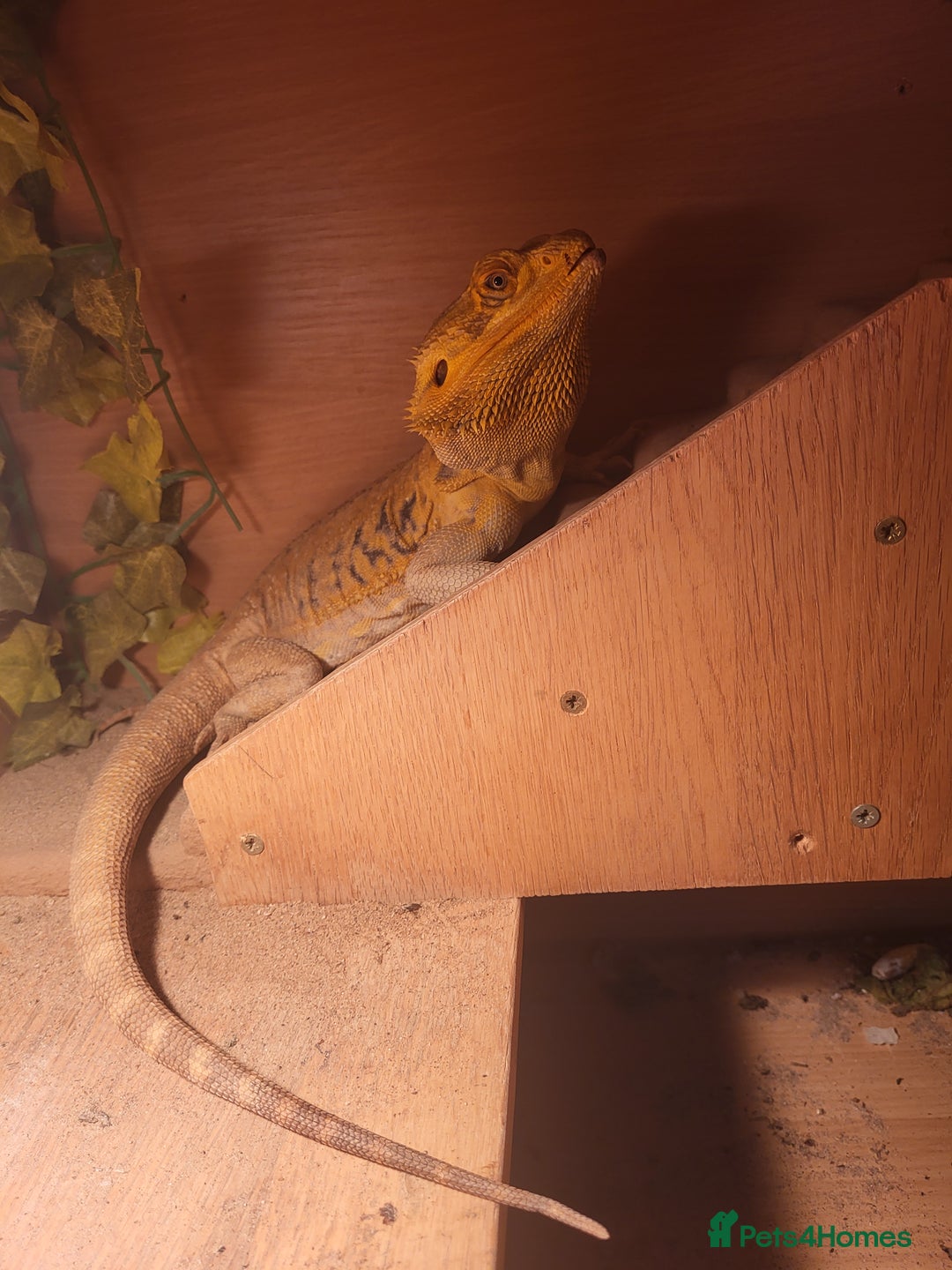 Bearded Dragon reptiles for sale: Bearded Dragon for sale - Image 1