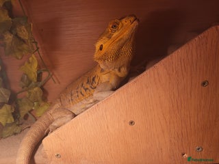 Bearded Dragon reptiles - Advert 23