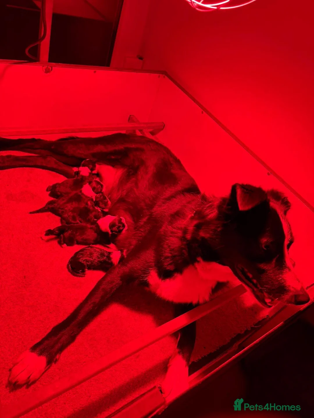 Border Collie dogs for sale: Border collie pups from Tyngraig Jock.  - Advert 14