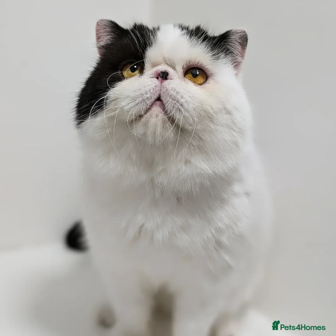 Exotic cats for stud: 🧡Stunning exotic shorthair, Russian import 😉🧡  in Tadworth - Advert 4