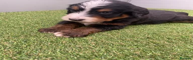 Bernedoodle 6