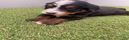Bernedoodle dogs for sale: Beautiful Tri colour bernedoodle puppies  - Advert 19