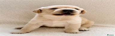 Labrador Retriever 1