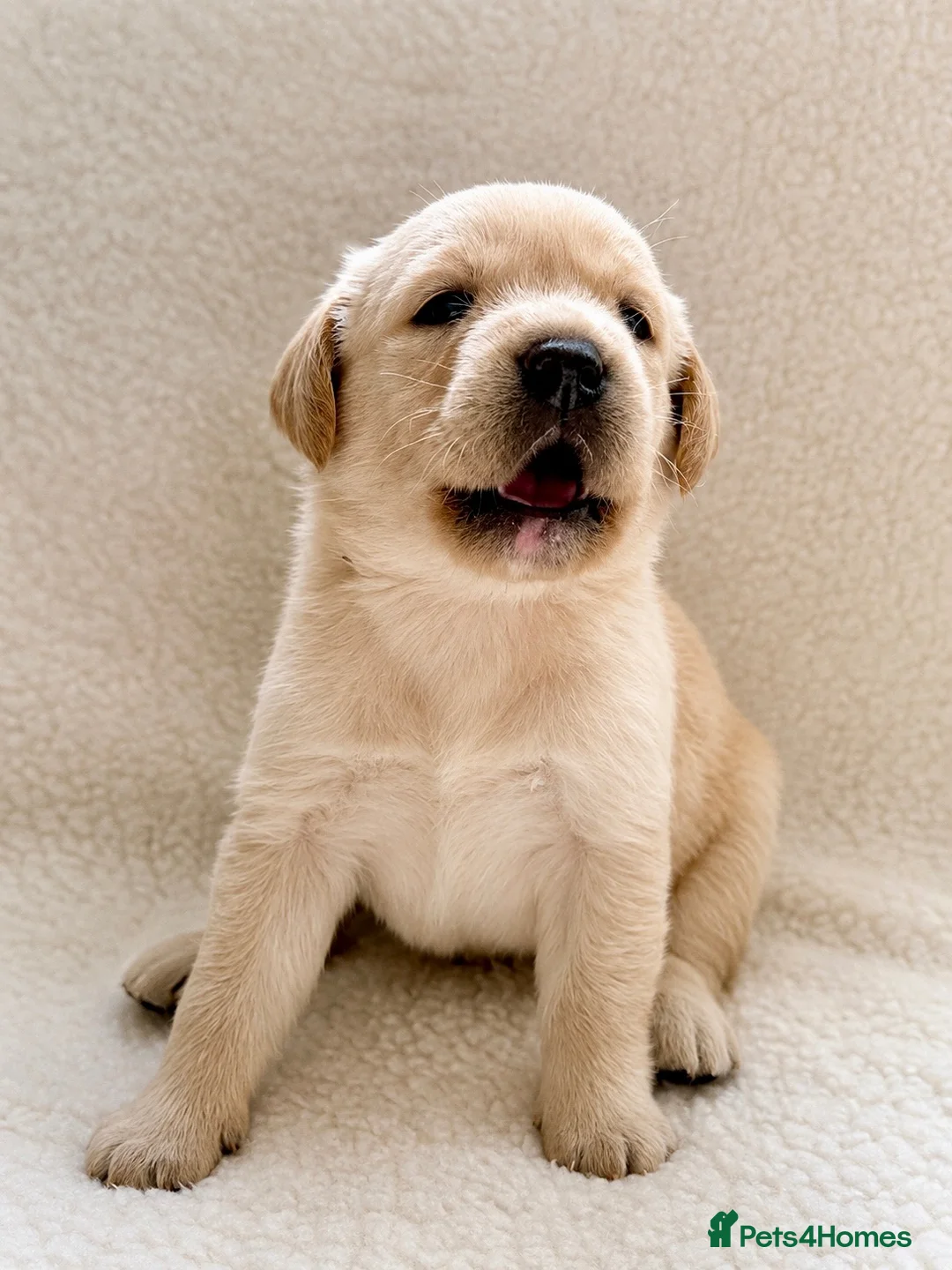 Labrador Retriever dogs for sale: Stunning KC Registered Labrador Puppies 🐾 - Advert 9