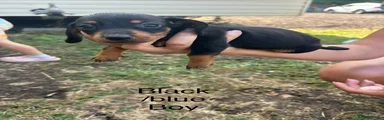 Miniature Dachshund 8