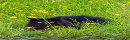 British Longhair cats for sale: Stunning Black Long Haired Boy Teddy - Advert 6