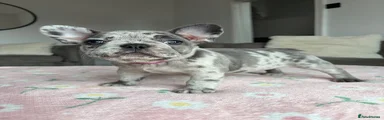 Female 1 Darla