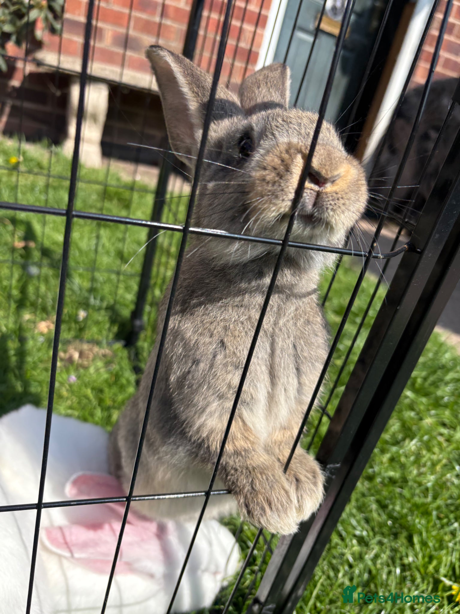 Continental Giant rabbits Gorgeous litter of continental giant bunnies😍 - Advert 2