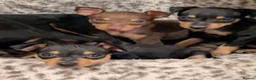 Miniature Pinscher dogs for sale: Miniature Pinscher Pups seen with mum & dad  in Market Drayton - Advert 7