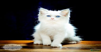 Ragdoll cats - Advert 1