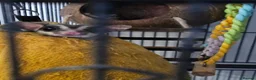Sugar Glider rodents for sale: 2 bonded male sugar gliders. - Advert 3