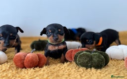 Miniature Pinscher dogs for sale: Miniature Pincher Puppies  - Image 5