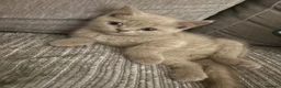 British Shorthair cats for sale: Pure British shorthair  in Welling - Advert 3