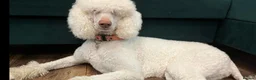 Standard Poodle dogs for sale: Stunning litter of Standard poodle puppies KC reg - Advert 2