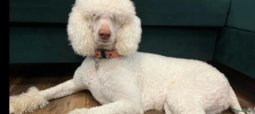 Standard Poodle dogs for sale: Stunning litter of Standard poodle puppies KC reg - Advert 2