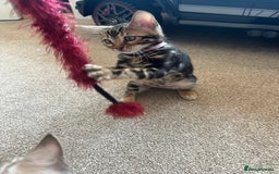 Bengal cats for sale: 🐾 TICA REGISTERED, READY TO LEAVE  😍😍 - Image 8
