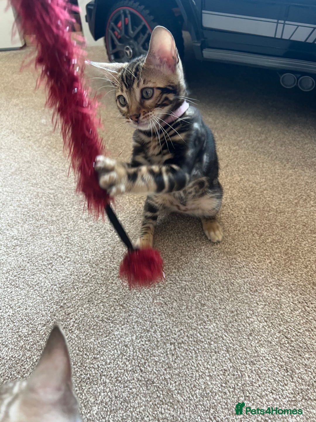 Bengal cats for sale: 🐾 TICA REGISTERED, READY TO LEAVE  😍😍 - Image 8