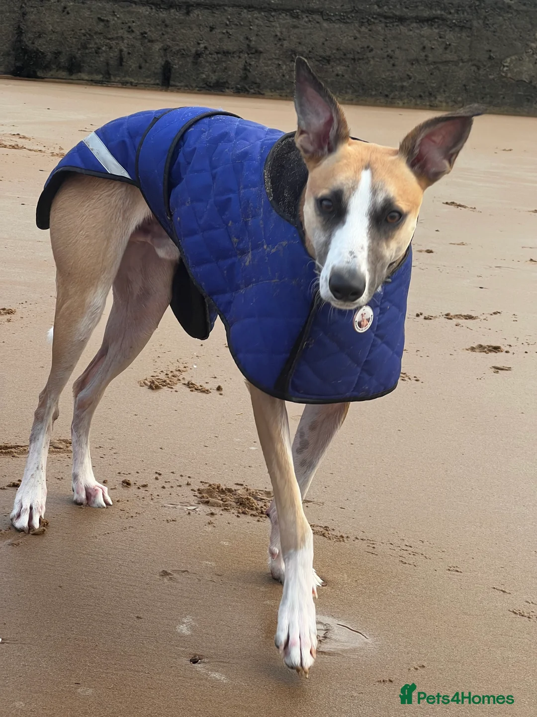 Lurcher dogs for stud: Lurcher for stud - Advert 13