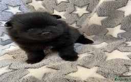 Pomeranian dogs for sale: Pomeranian puppies - Image 26