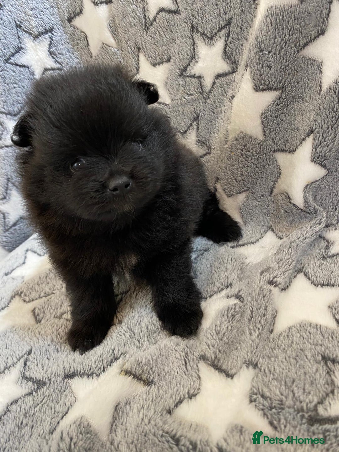Pomeranian dogs for sale: Pomeranian puppies - Image 26