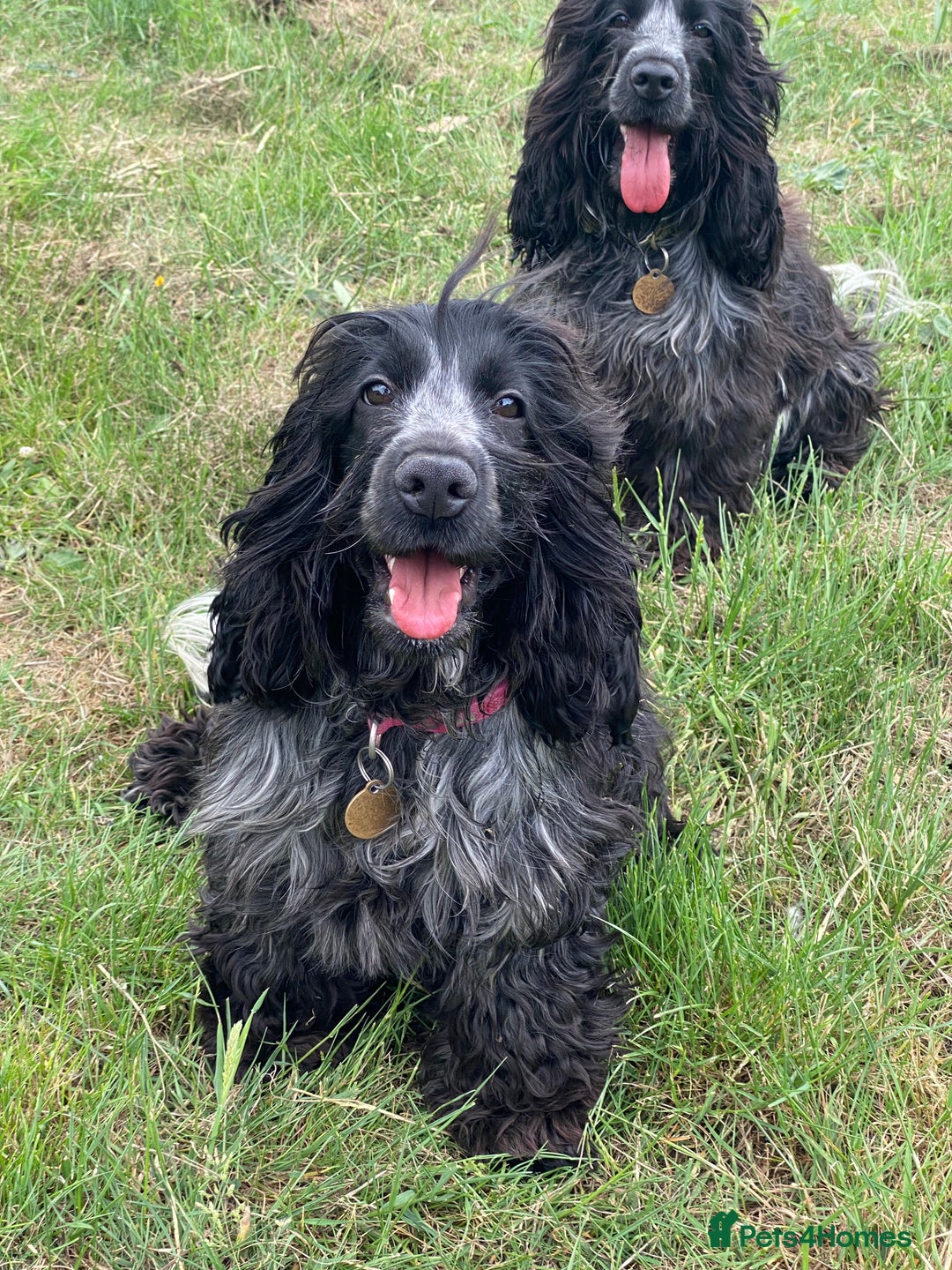 Cocker Spaniel dogs for sale: ‼️ ATTENTION PLEASE ‼️ - Advert 13