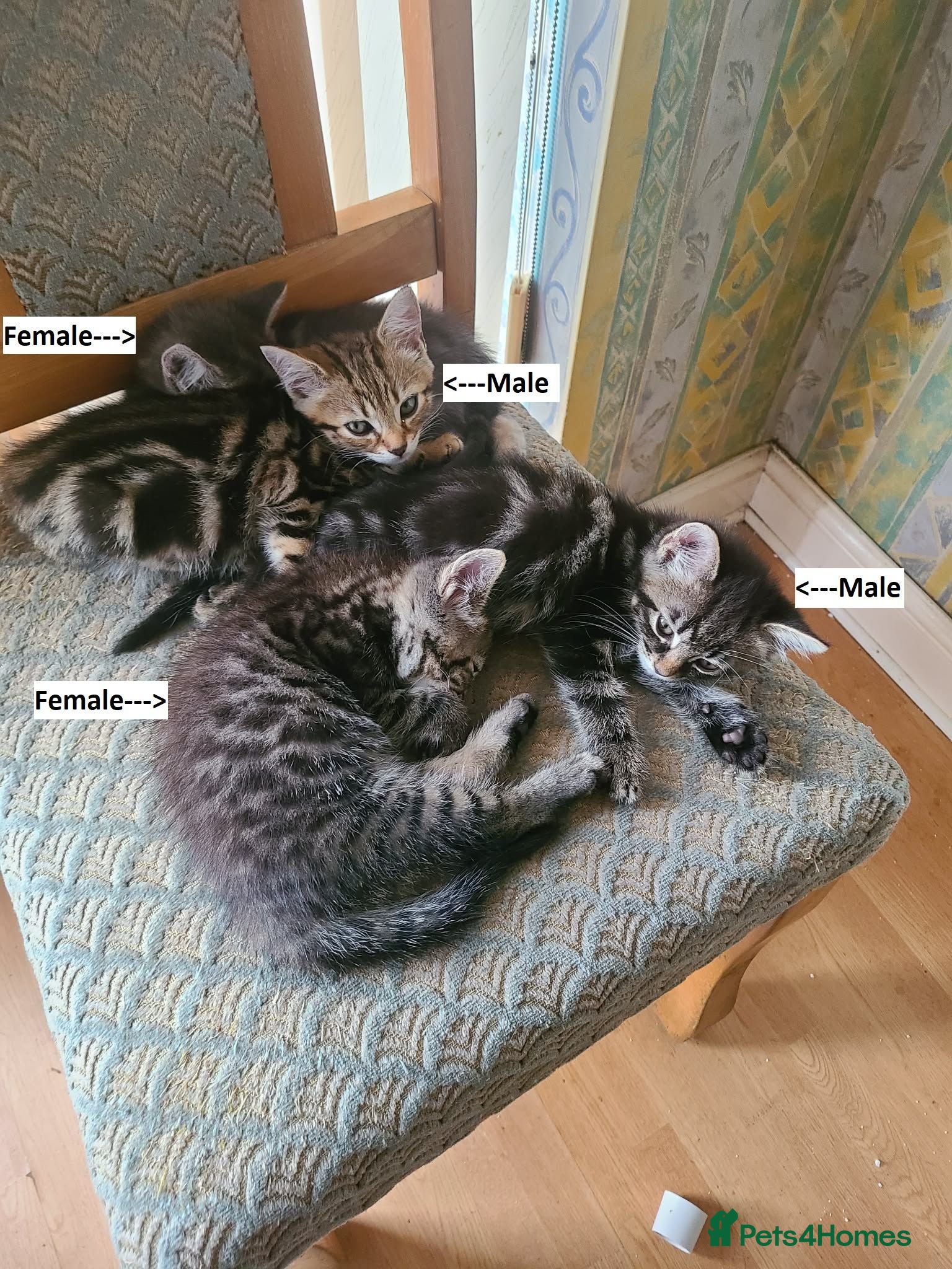 Mixed Breed cats 4 cute but shy kitten looking for new home - Advert 1
