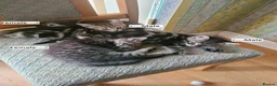 Mixed Breed cats for sale: 4 cute but shy kitten looking for new home - Advert 1
