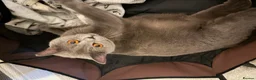 British Shorthair cats for sale: Exceptional BritishShorthair Kittens  - Advert 5