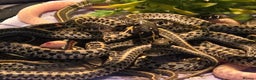 Garter Snake reptiles for sale: Checkered Garter Snake Babies Price Reduced  - Advert 4