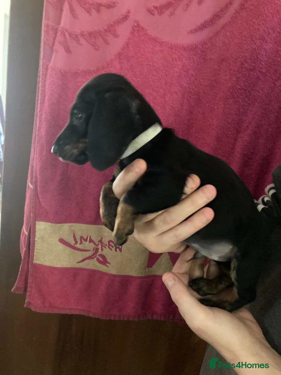 Miniature Dachshund dogs for sale: Miniture dachshund puppiez in Tunbridge Wells - Advert 1