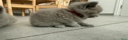 British Shorthair cats for sale: 4 British short hairs kittens  - Advert 8