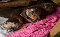 Miniature Dachshund dogs for sale: Miniature Dachshund puppies 7 weeks old  - Image 8