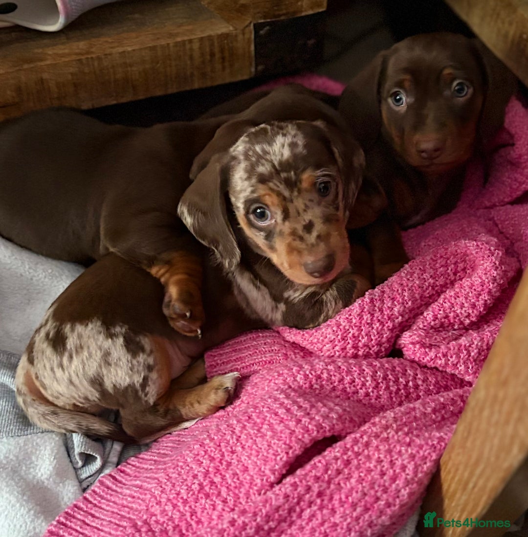 Miniature Dachshund dogs for sale: Miniature Dachshund puppies 7 weeks old  - Image 8
