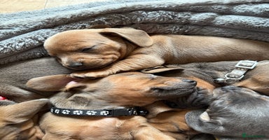 Mixed Breed dogs in Cowdenbeath - Advert 1
