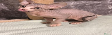 Sphynx Kitten 2