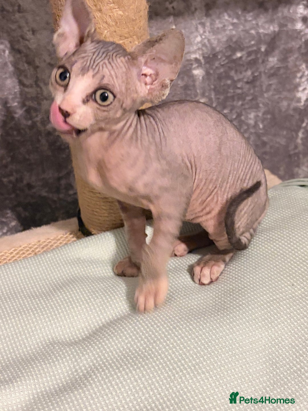 Sphynx cats for sale: X3 beautiful spynx kittens  - Advert 1