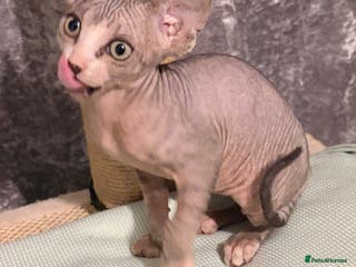 Sphynx cats X3 beautiful spynx kittens - Advert 6
