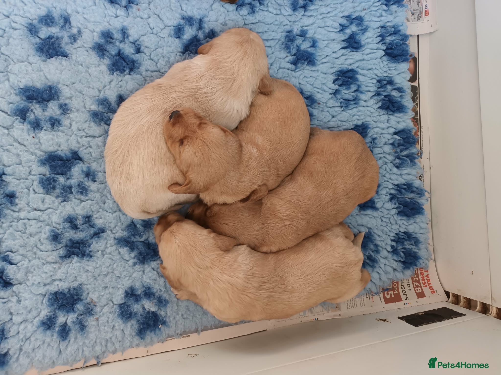 Labradoodle dogs GOLD MINIATURE LABRADOODLE PUPS / LICENCED BREEDER - Advert 2