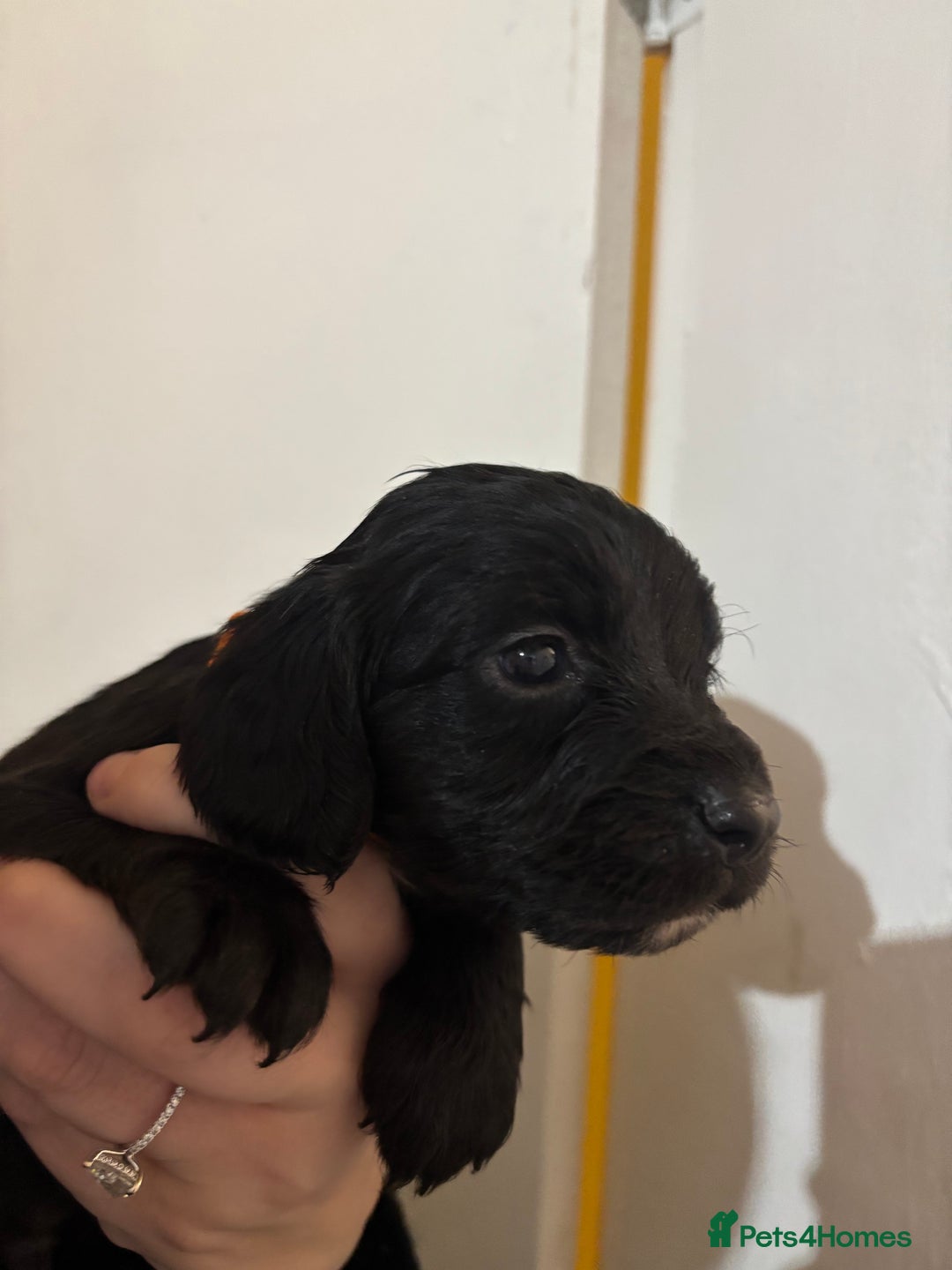 Cocker Spaniel dogs for sale: 🐶Beautiful Cocker spaniel puppies 🐶  - Advert 31