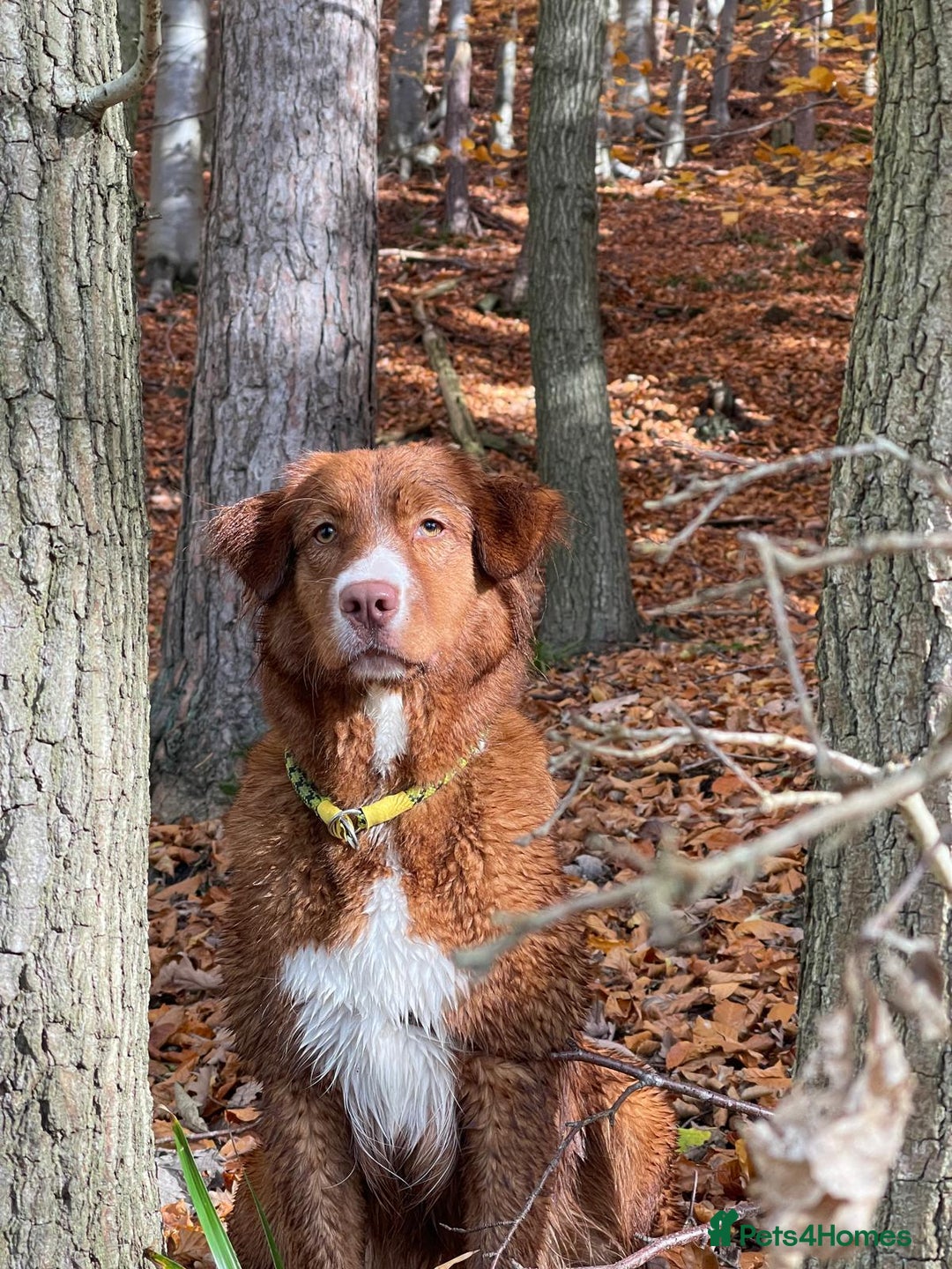 Nova Scotia Duck Tolling Retriever dogs for sale: Champ Line Health Tested KC Toller waiting list  - Image 4